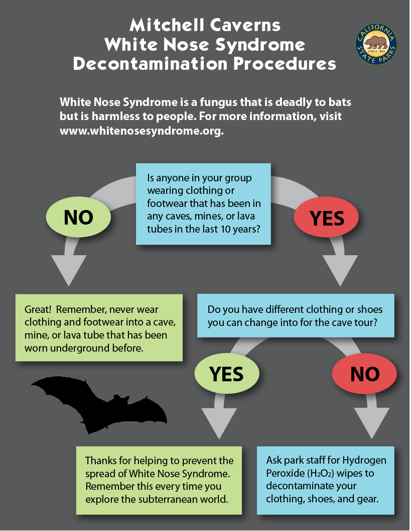 Graphic on the White Noise Syndrome Decontamination Procedures